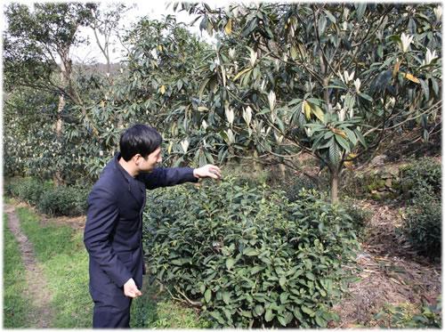 Jiang Su bi luo chun