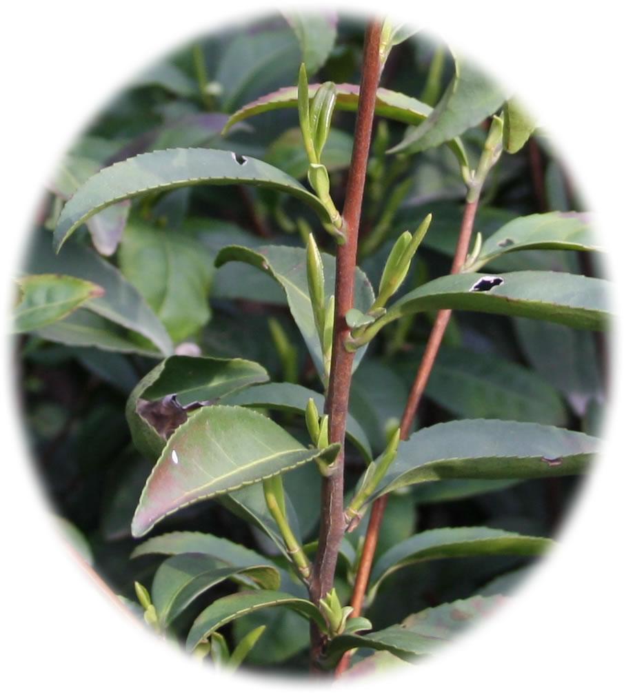 Bi Luo Chun tea leaves