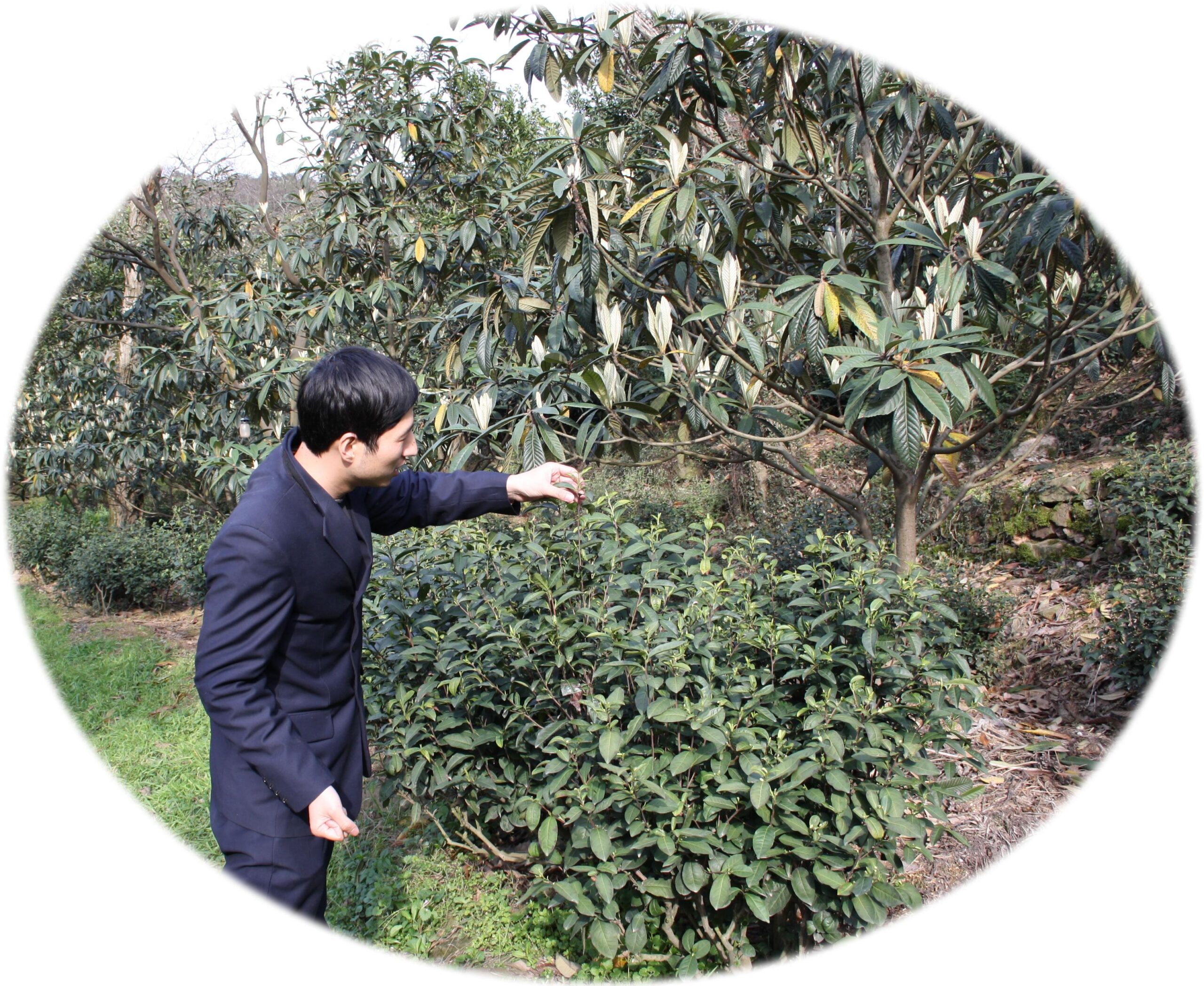 Bi Luo Chun plantation