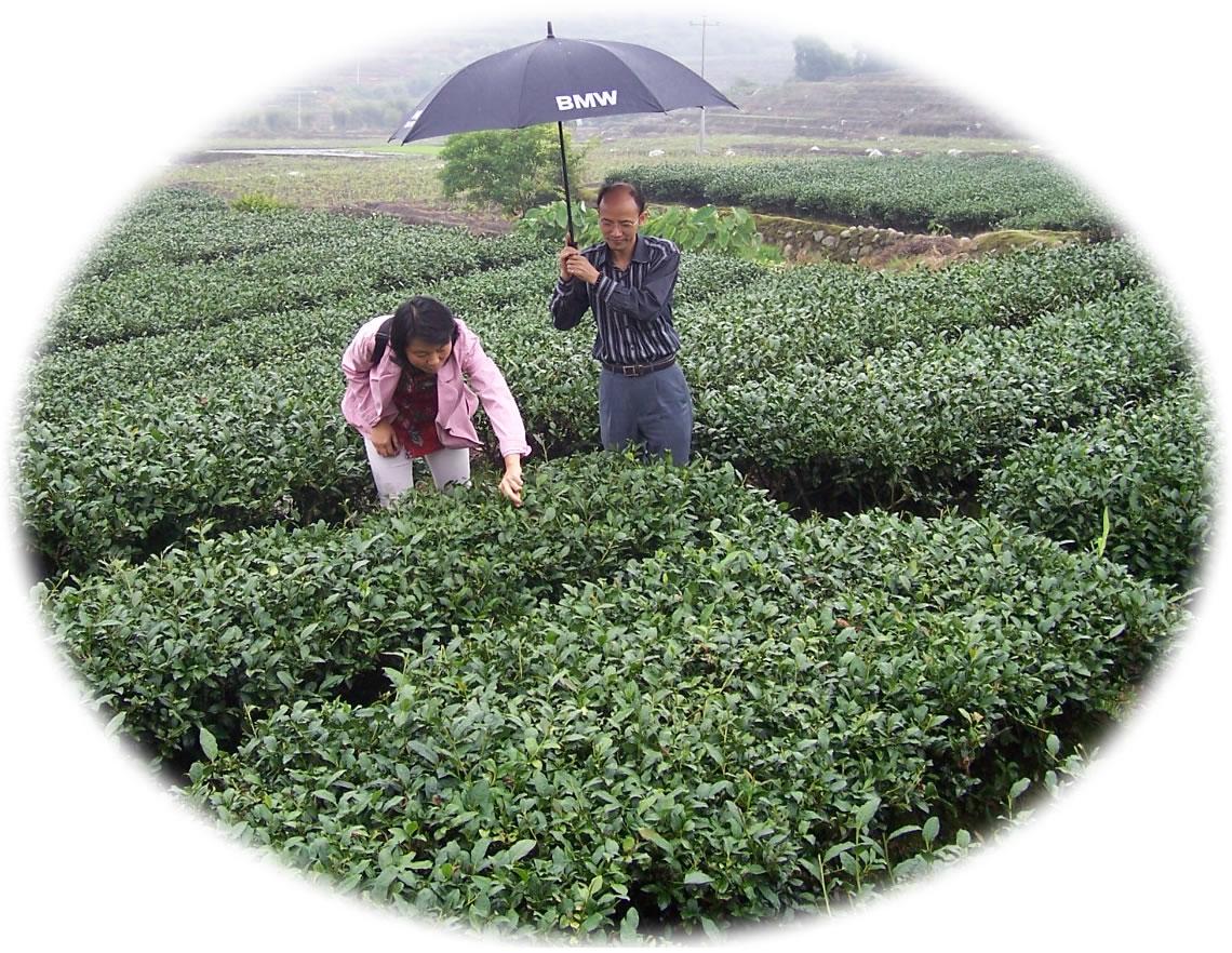 Buy Chinese Oolong Tea