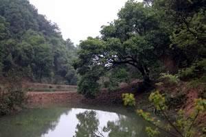 organic tea farm dam dam on the organic tea farm