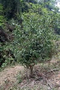 native tea tree