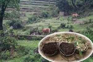 organic fertilizer organic fertilizer