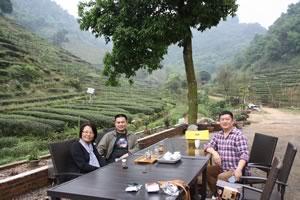 organic tea farm