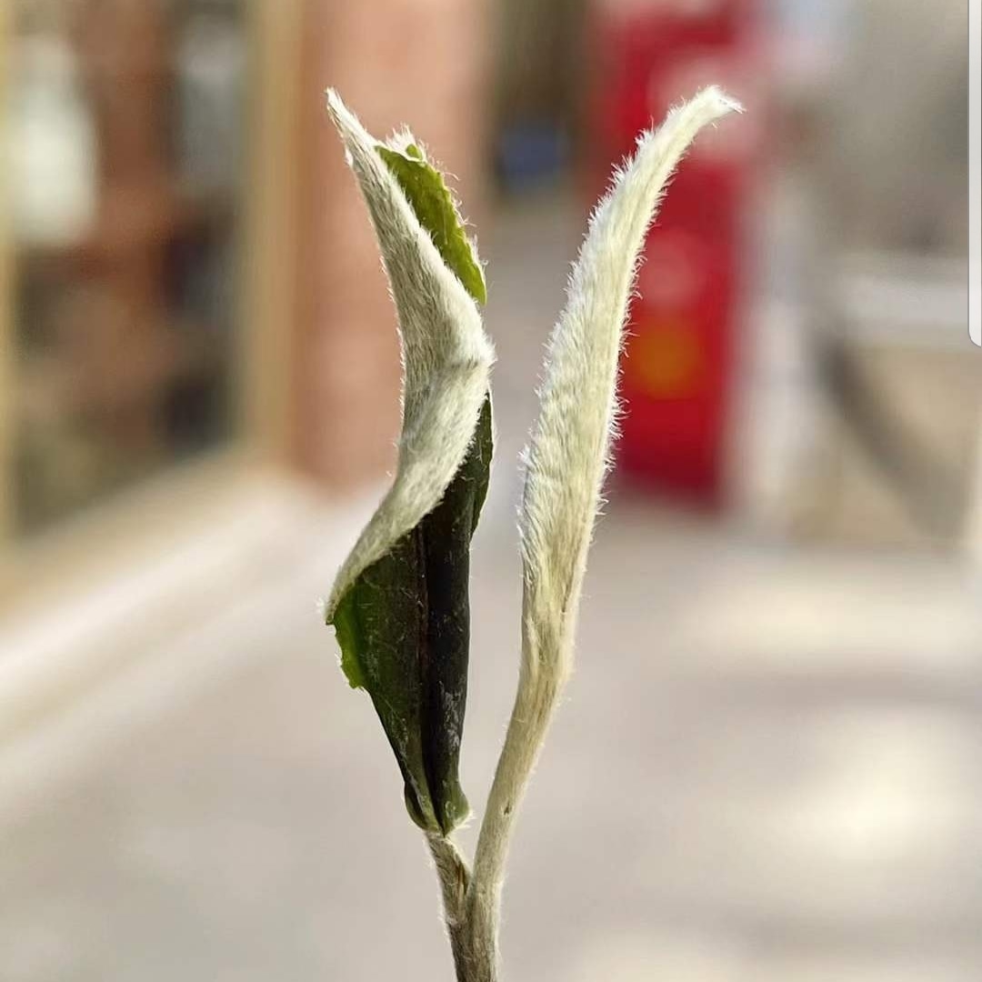 White tea Silver Needle White tea Silver Needle