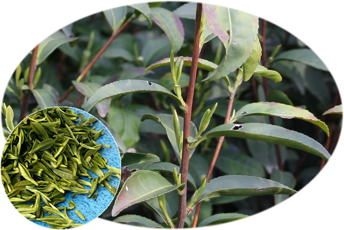 Bi Luo Chun tea leaf buds