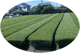 Green tea garden Japanese green tea garden